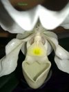 Paphiopedilum Rosy Dawn 